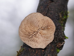 Lentinellus castoreus