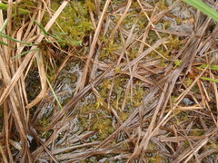 Sphagnum balticum