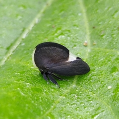 Membracis dorsata