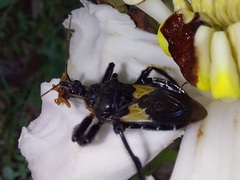 Apiomerus luctuosus