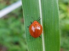 Aegithus meridionalis