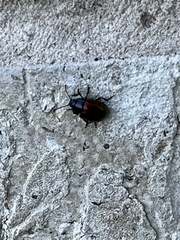 Chrysolina auripennis