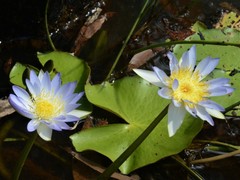 Nymphaea violacea