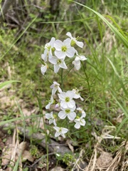 Cardamine polemonioides