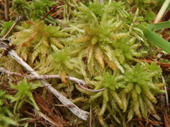 Sphagnum centrale