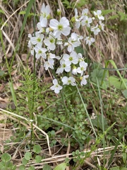 Cardamine polemonioides
