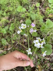 Cardamine polemonioides