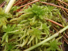 Sphagnum centrale