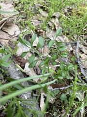 Cardamine polemonioides