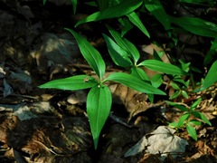Galium latifolium