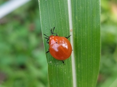 Aegithus meridionalis
