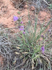 Penstemon ophianthus