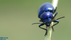 Chrysochus chinensis