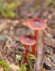 Cortinarius persplendidus