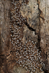 Physarum globuliferum