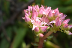 Dudleya formosa