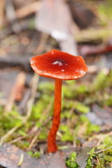 Cortinarius persplendidus