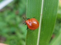 Aegithus meridionalis