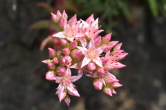 Dudleya formosa