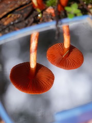 Cortinarius persplendidus