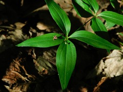 Galium latifolium