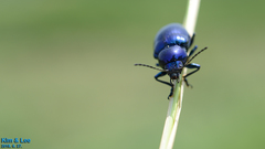 Chrysochus chinensis