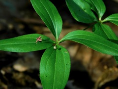 Galium latifolium