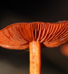 Cortinarius persplendidus
