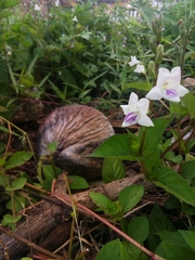 Asystasia intrusa