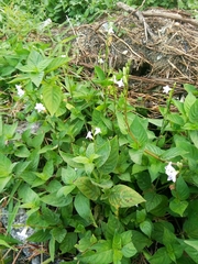 Asystasia intrusa
