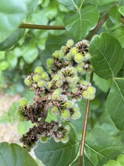 Rhus aromatica serotina