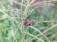 Lagocheirus araneiformis parvulus