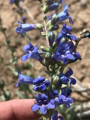 Penstemon pachyphyllus congestus