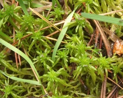 Sphagnum inundatum