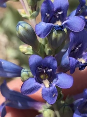 Penstemon pachyphyllus congestus