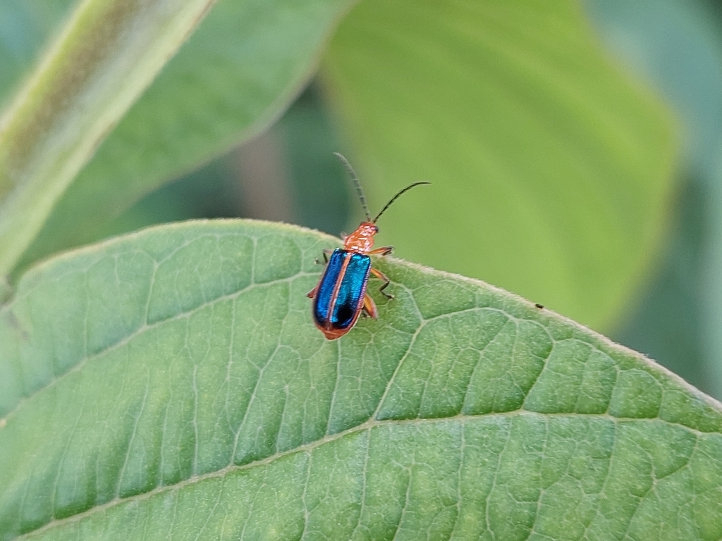 Acanthonycha elegantula