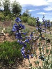 Penstemon pachyphyllus congestus