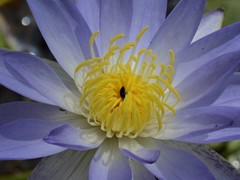 Nymphaea violacea