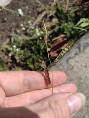 Paspalum fimbriatum