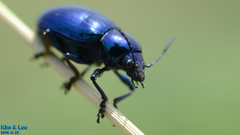 Chrysochus chinensis