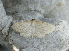 Idaea macilentaria