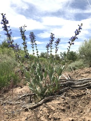 Penstemon pachyphyllus congestus