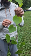 Ipomoea alba