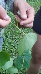 Ipomoea alba