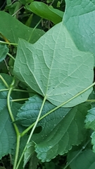 Ipomoea alba