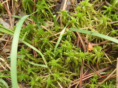Sphagnum inundatum