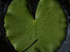Nymphaea violacea