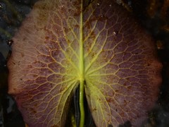 Nymphaea violacea