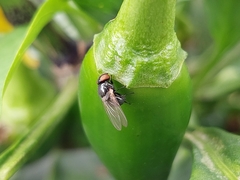 Neosilba