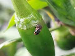 Neosilba